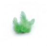 PLUMES VERT