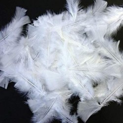 1 sachet de 5 grammes de plumes - Blanc