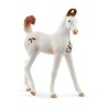 Schleich - 14896 - Cheval - Poulain Marwari
