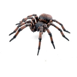 Papo - Figurine - Araignée...