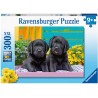 Ravensburger - Puzzle 300 pièces XXL - Labradors noirs